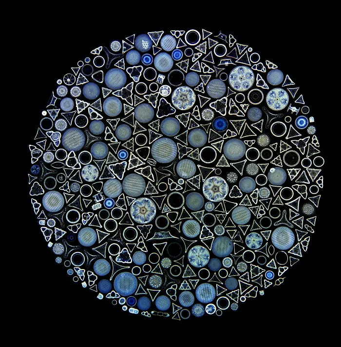 “Diatom Arrangement” By Jan Rosenboom