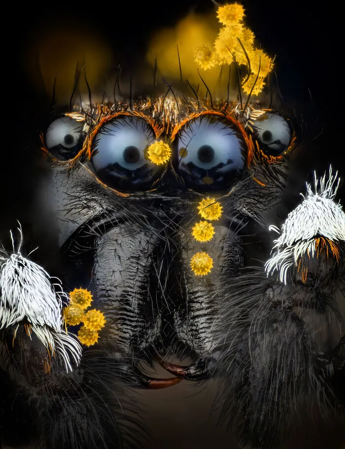 “Pollen Grains On A Jumping Spider” By Javier Rupérez