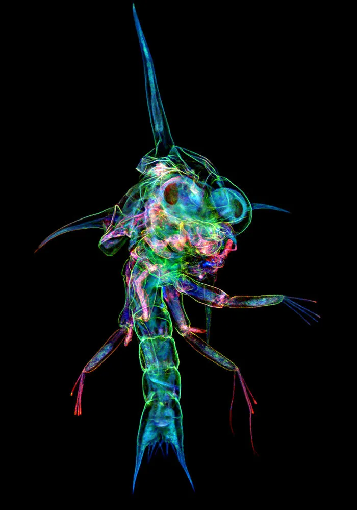“Crab Zoea” By Tong Zhang