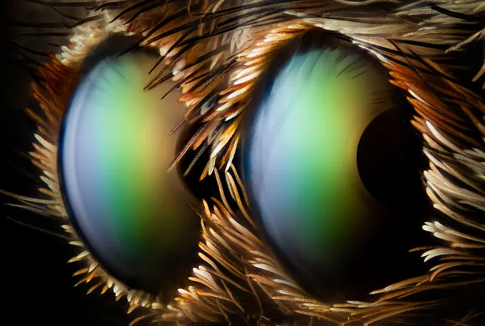 “Two Anterior Median Eyes Of A Jumping Spider” By Walter Ferrari