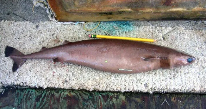 30 Strange Cases That Had Everyone Guessing Wrong Until The Truth Finally Clicked