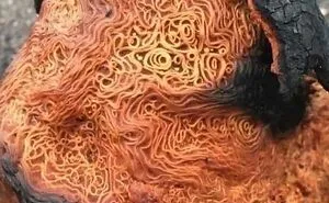 115 Incredible Things In Nature And Science That Feel Almost Unreal