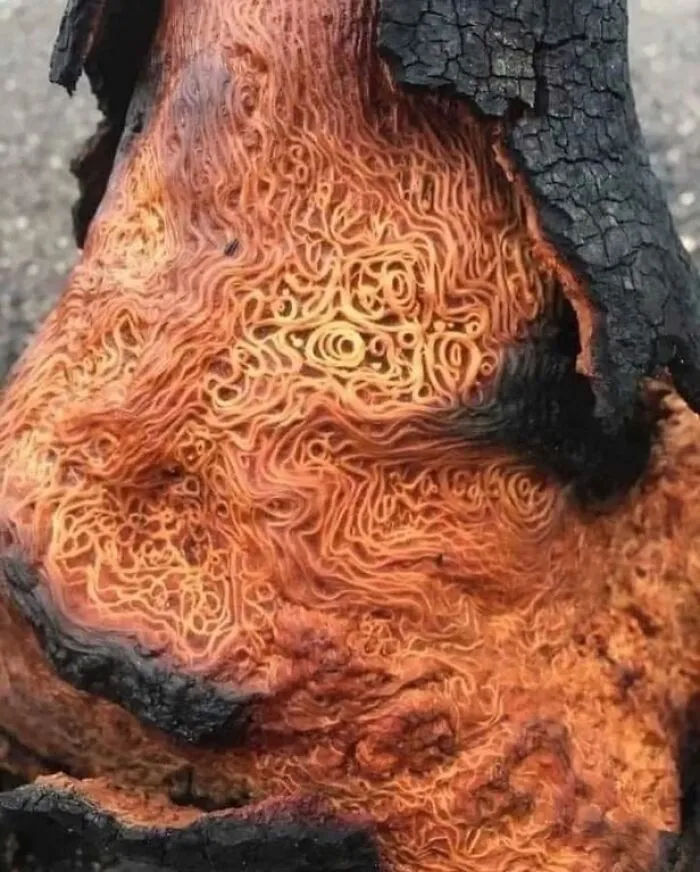 This Is A Tree That Got Hit By Lightning And It Exposed It’s Vascular System. Nature Is So Complex