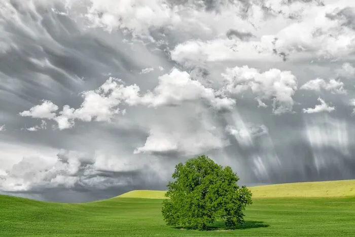 “Pastoral Palouse” By Charles Janson