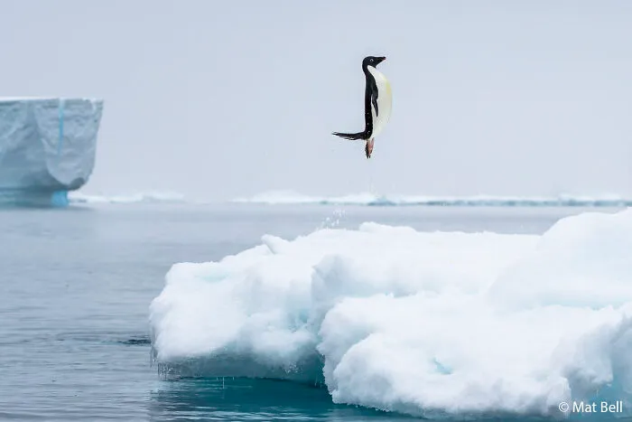 Animals In Nature: Penguin Pose By Mat Bell