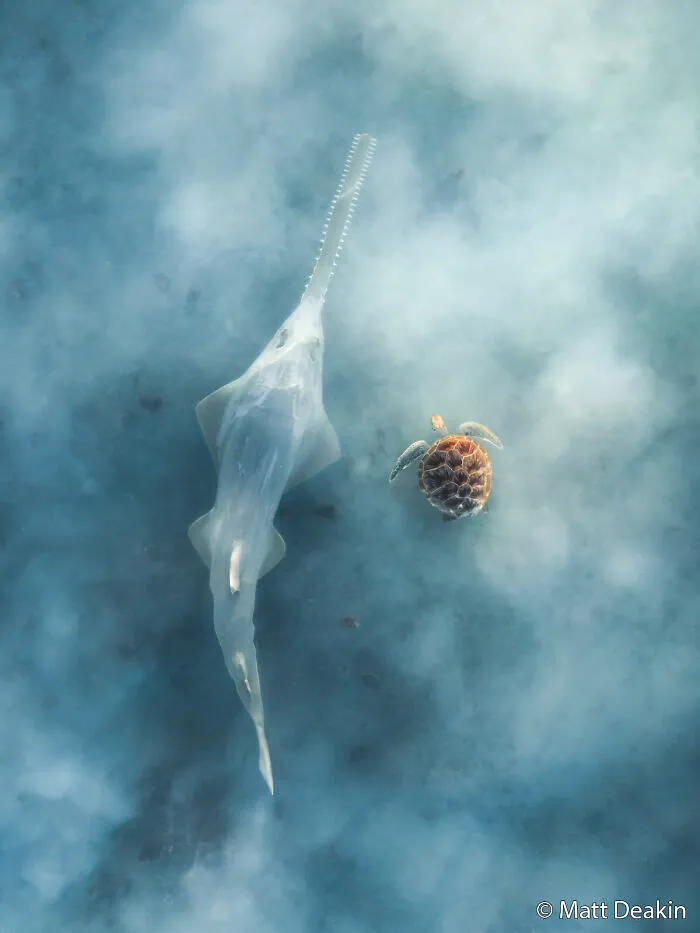 Threatened Species: Ethereal Encounter By Matt Deakin