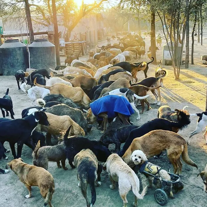 What It Takes To Care For More Than 600 Rescue Dogs: A Look Inside Refugio El Montecito