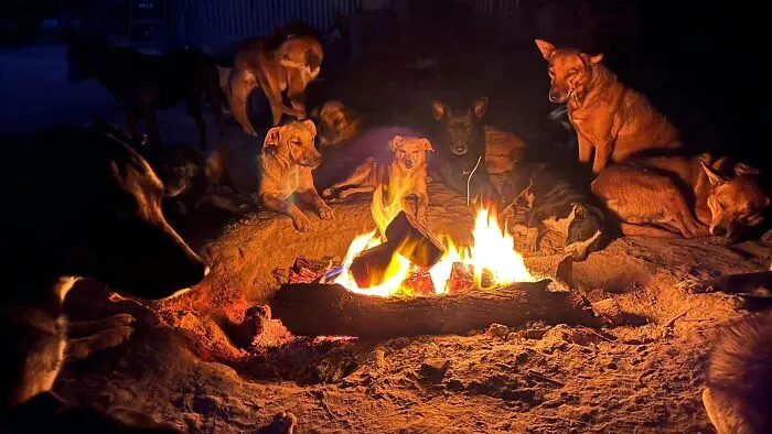 What It Takes To Care For More Than 600 Rescue Dogs: A Look Inside Refugio El Montecito