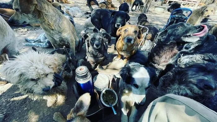 What It Takes To Care For More Than 600 Rescue Dogs: A Look Inside Refugio El Montecito