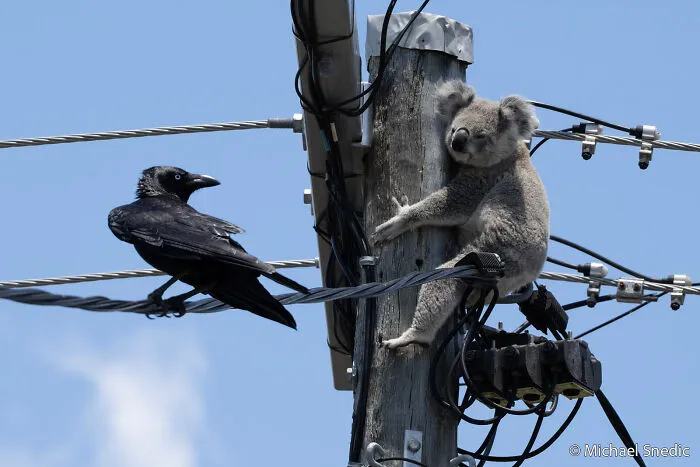 Our Impact: Koala In Trouble By Michael Snedic