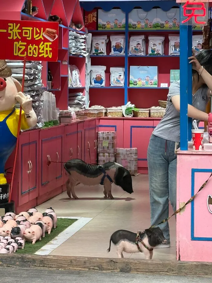 Pig Pets In Store, Pingyao