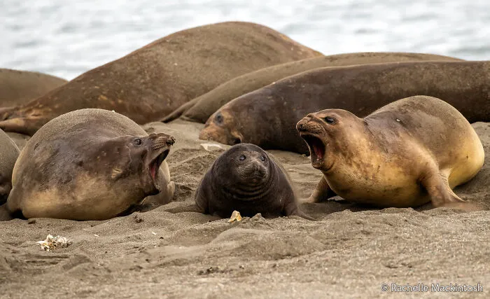 Animal Behaviour: Rock And A Hard Place By Rachelle Mackintosh