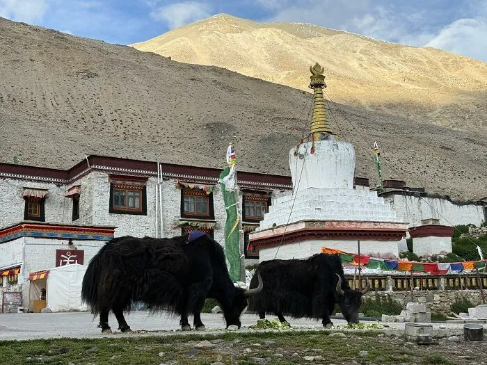 Two yaks grazing in front of a traditional temple in China, highlighting the country's spiritual and natural beauty.