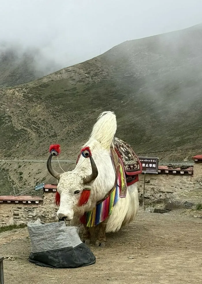 Yak, Tibet