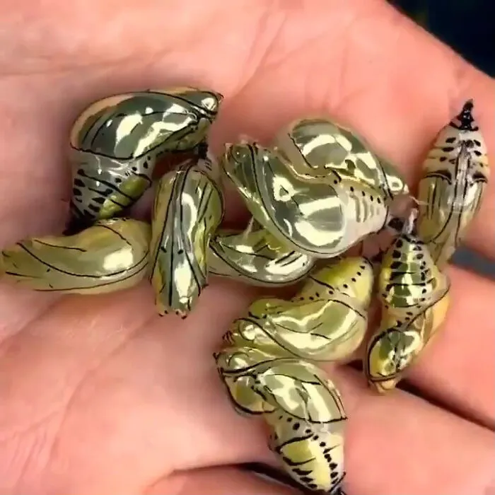 The Golden Chrysalises Of The Tithorea Tarricina Butterfly