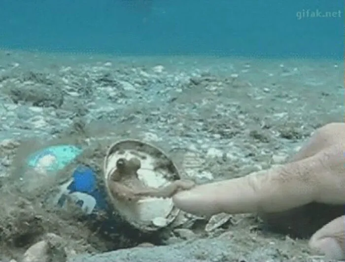 Nice To Meet You, I'm Octopus