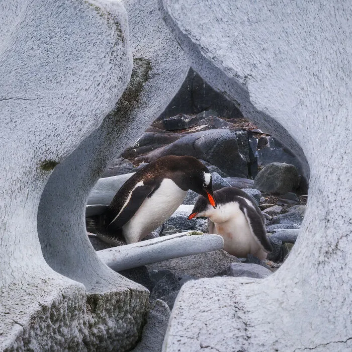 This Photographer Captured 42 Dreamlike Images Of Antarctica