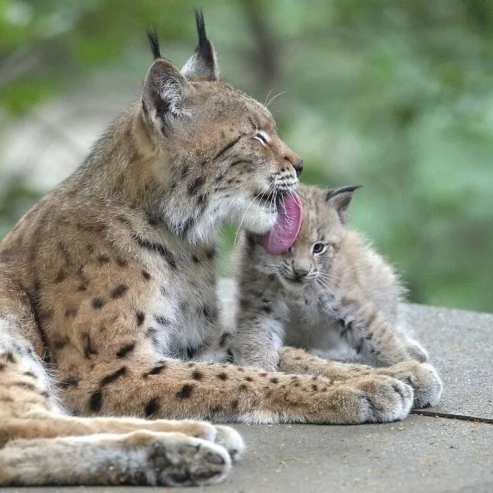 This Page Shared 65 Irresistible Pics Of Baby Animals And Their Moms