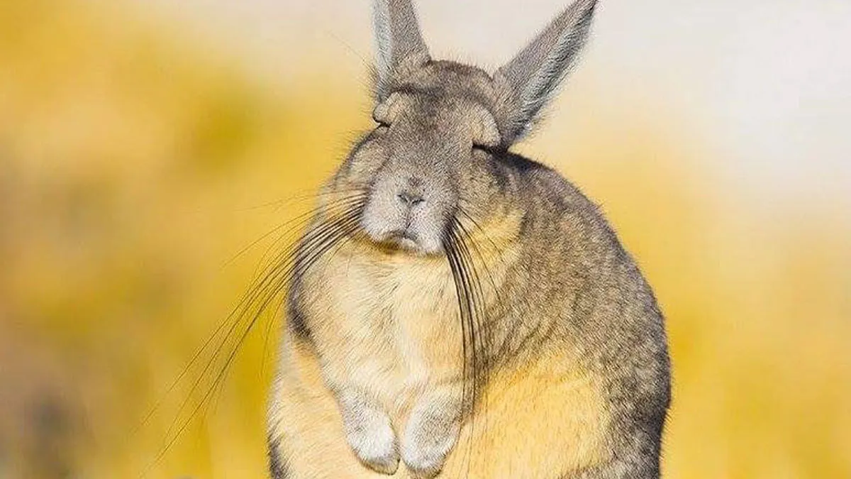 “Stands Like A Human”: 35 Surprising Facts And Stories About Animals That Might Teach You Something New