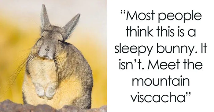 “Stands Like A Human”: 35 Surprising Facts And Stories About Animals That Might Teach You Something New