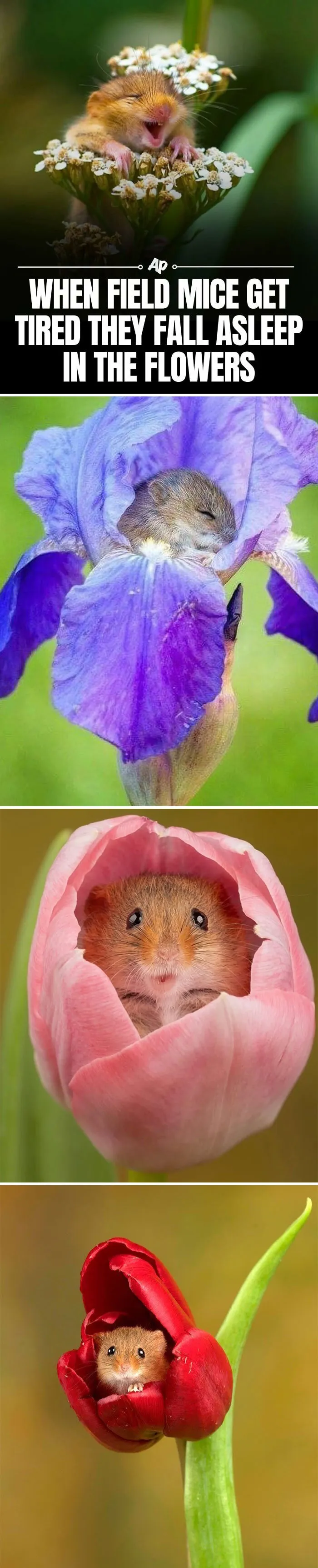 63 Incredible Facts About Animals That May Make You Appreciate Nature More