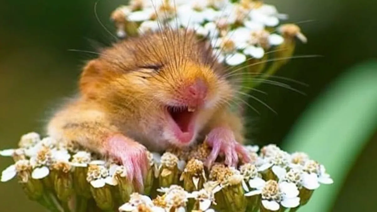 63 Incredible Facts About Animals That May Make You Appreciate Nature More