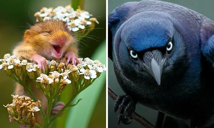 63 Incredible Facts About Animals That May Make You Appreciate Nature More