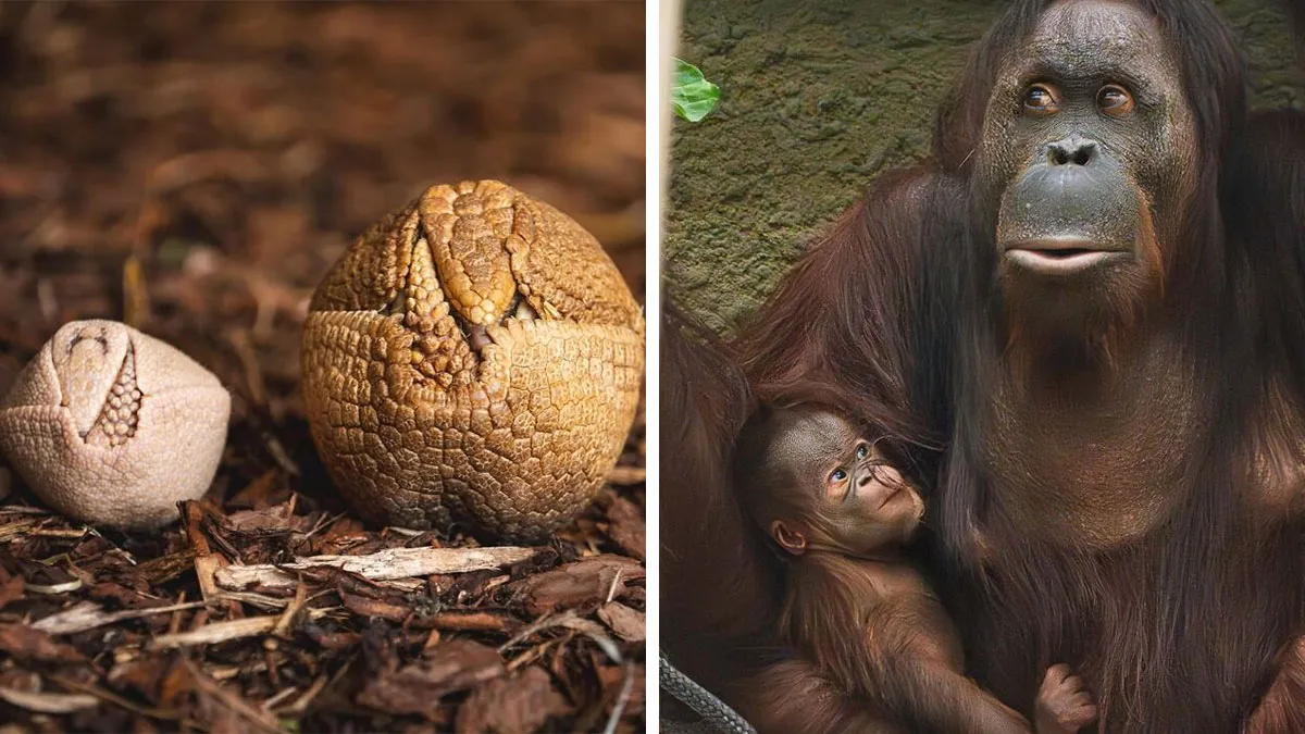 This Page Shared 65 Irresistible Pics Of Baby Animals And Their Moms