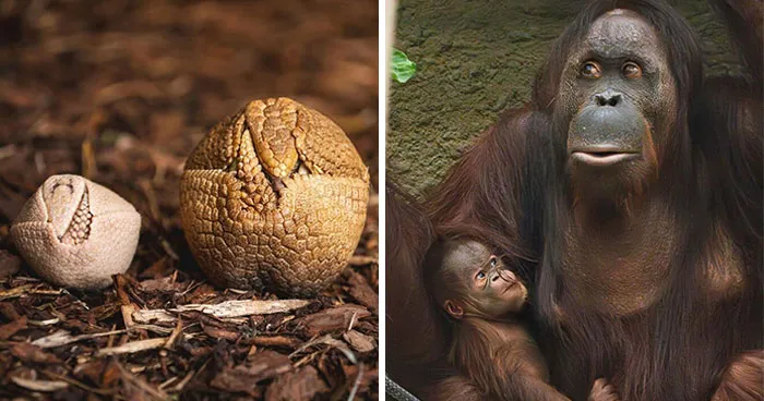 This Page Shared 65 Irresistible Pics Of Baby Animals And Their Moms
