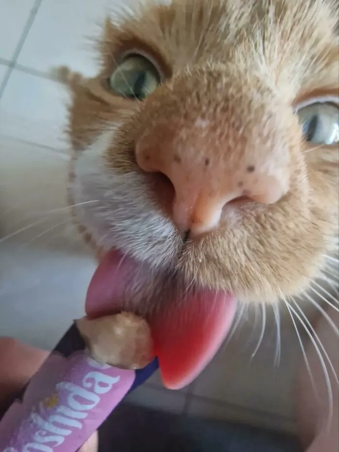 51 Cats Having Such A Good Time With Their Food, It's Impossible Not To Laugh
