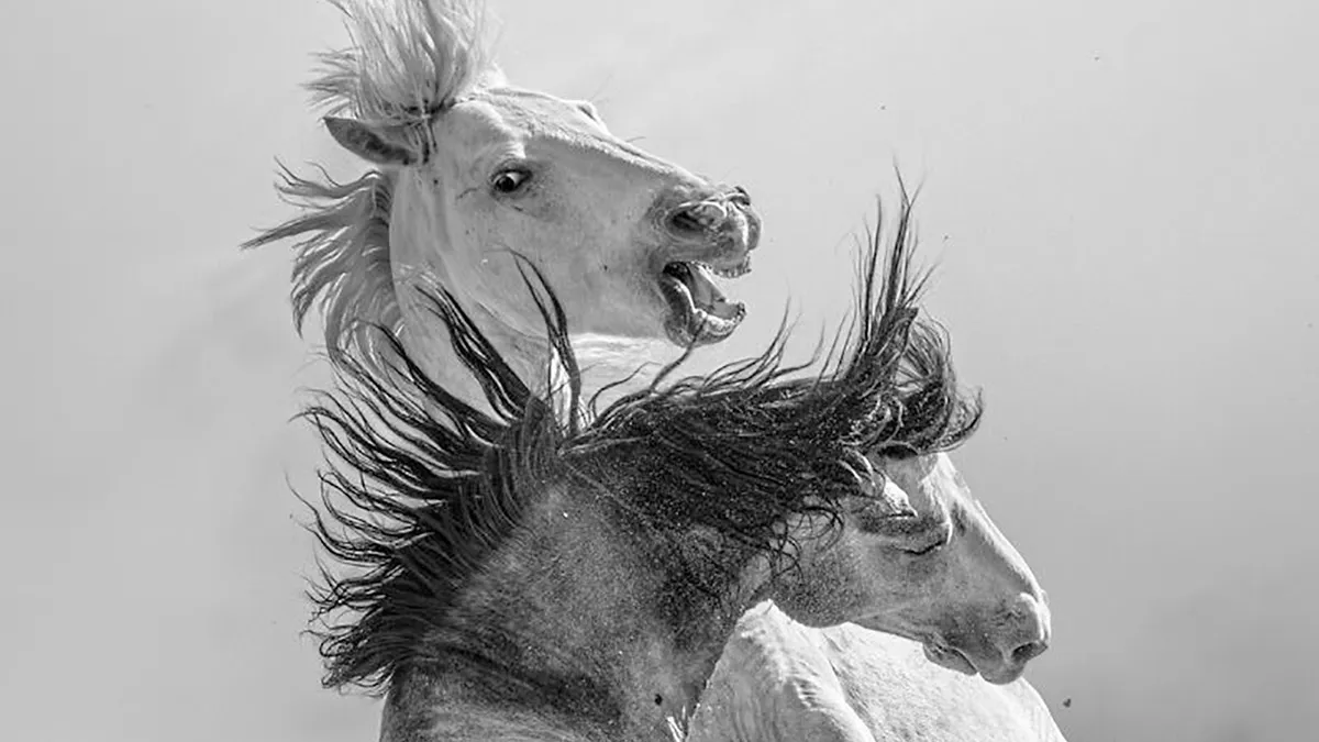 22 Award-Winning Animal Photos From The 2026 One Shot Photo Contest That Left The Judges In Awe