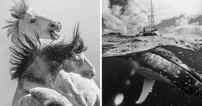 22 Award-Winning Animal Photos From The 2026 One Shot Photo Contest That Left The Judges In Awe