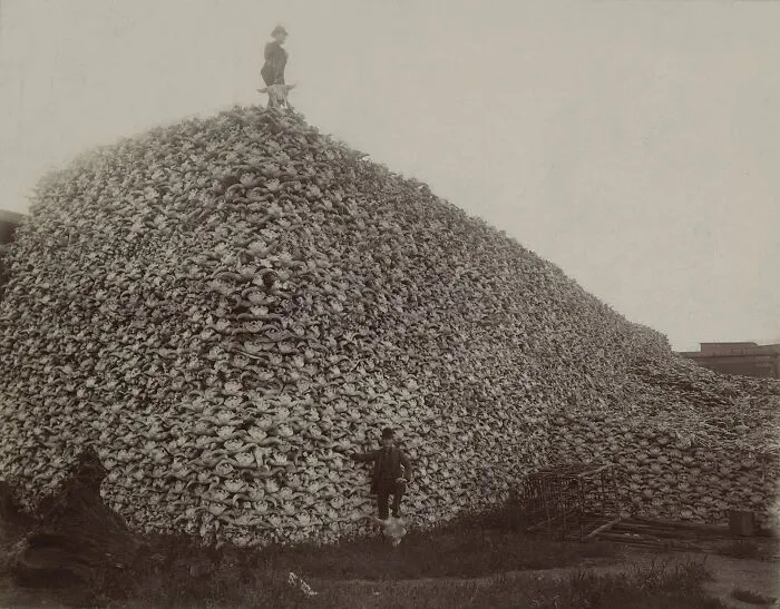 Bison Skull Pile