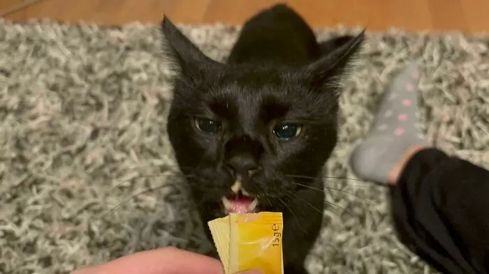 51 Cats Having Such A Good Time With Their Food, It's Impossible Not To Laugh