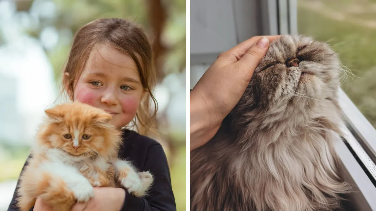 Animal Behavior Expert Explains 17 Common Things People Get Wrong About Cats