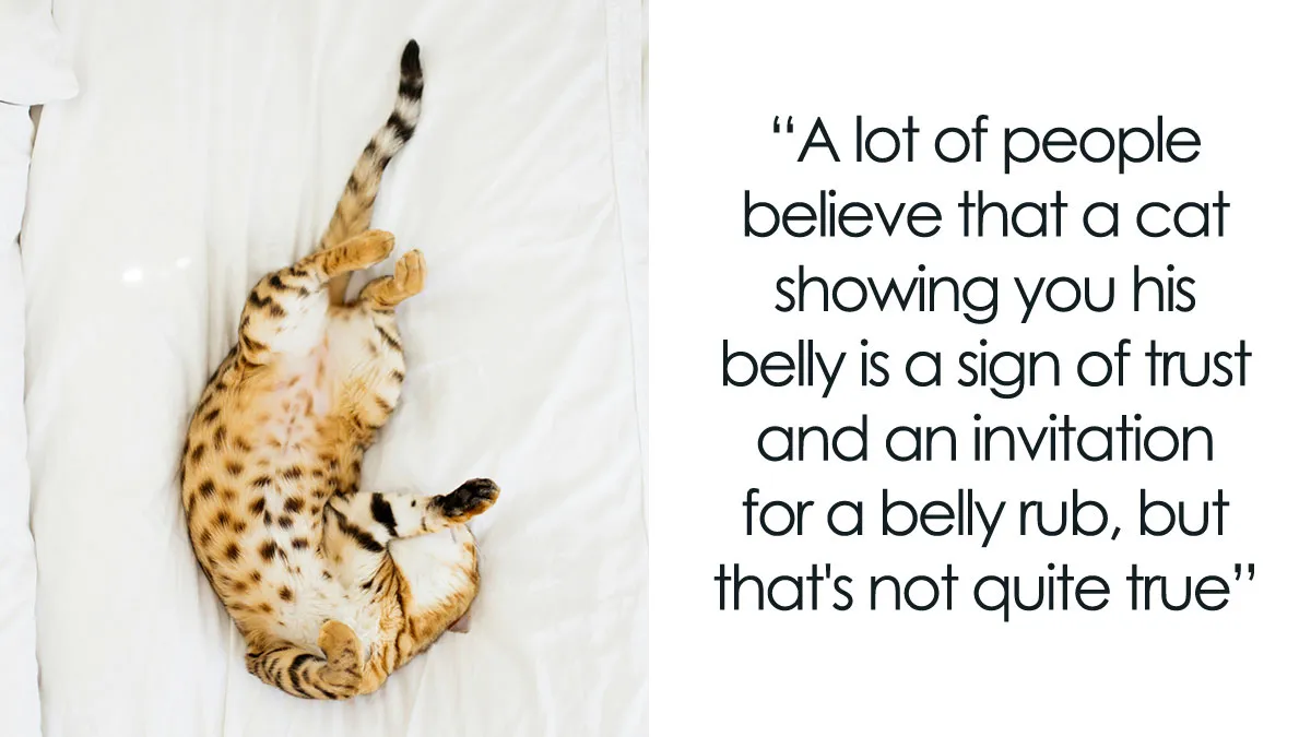 15 Things Cats Do That Seem Strange But Actually Make Perfect Sense