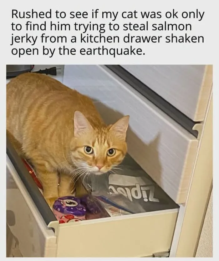 “Seconds Before He Risked It All”: 67 Memes That Are Funny Because They Involve Cats