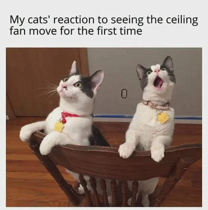 “Seconds Before He Risked It All”: 67 Memes That Are Funny Because They Involve Cats