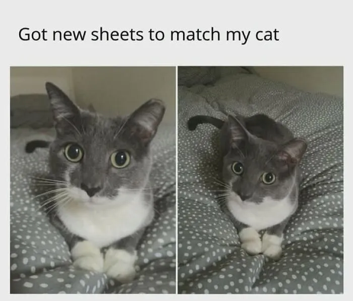 An entertaining cat meme showing a grey and white cat with big eyes, matching new polka dot bed sheets.