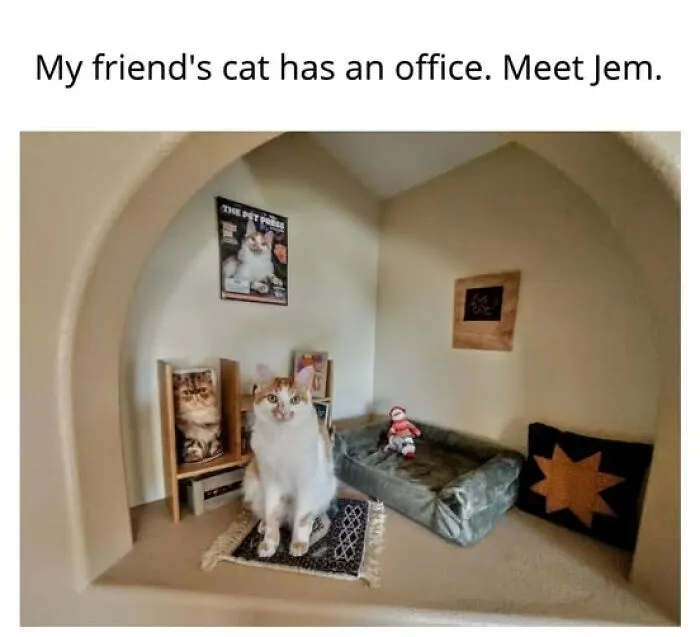 “Seconds Before He Risked It All”: 67 Memes That Are Funny Because They Involve Cats