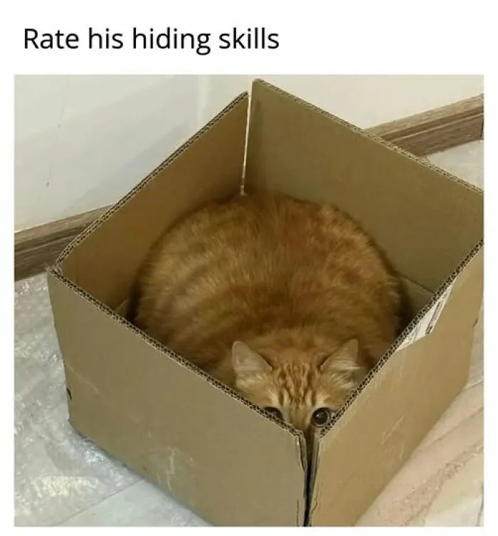 “Seconds Before He Risked It All”: 67 Memes That Are Funny Because They Involve Cats