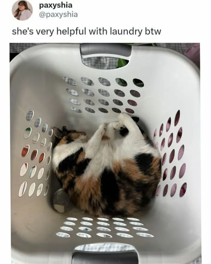 Adorable cat meme of a calico cat curled up inside a laundry basket, being very helpful with laundry.