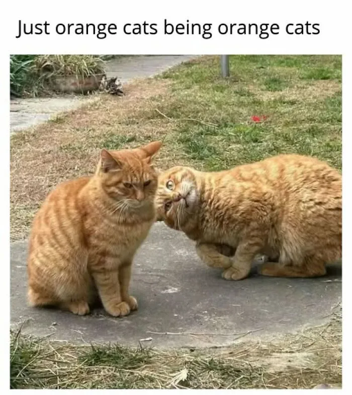 “Seconds Before He Risked It All”: 67 Memes That Are Funny Because They Involve Cats