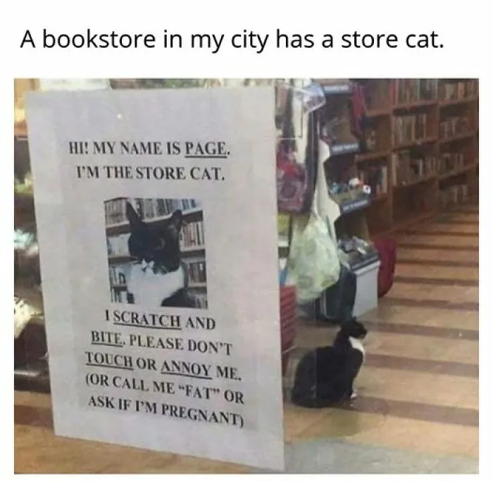 “Seconds Before He Risked It All”: 67 Memes That Are Funny Because They Involve Cats