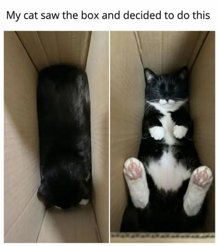 “Seconds Before He Risked It All”: 67 Memes That Are Funny Because They Involve Cats