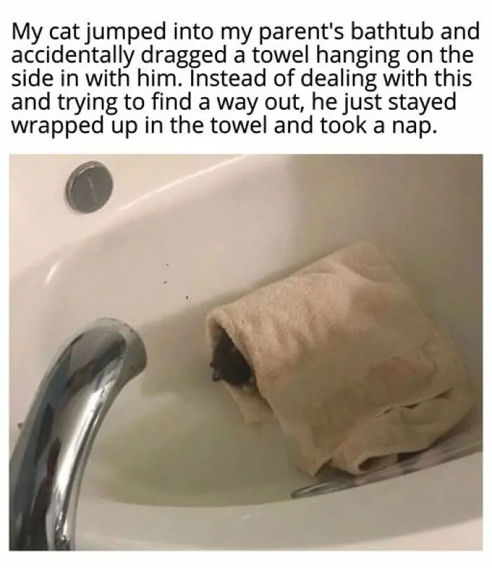 “Seconds Before He Risked It All”: 67 Memes That Are Funny Because They Involve Cats