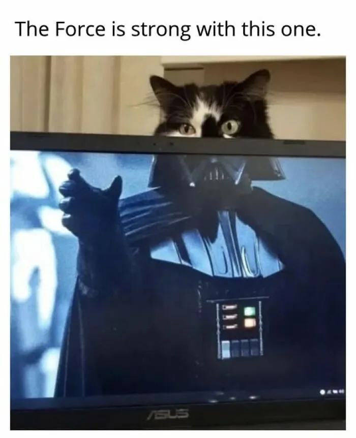“Seconds Before He Risked It All”: 67 Memes That Are Funny Because They Involve Cats