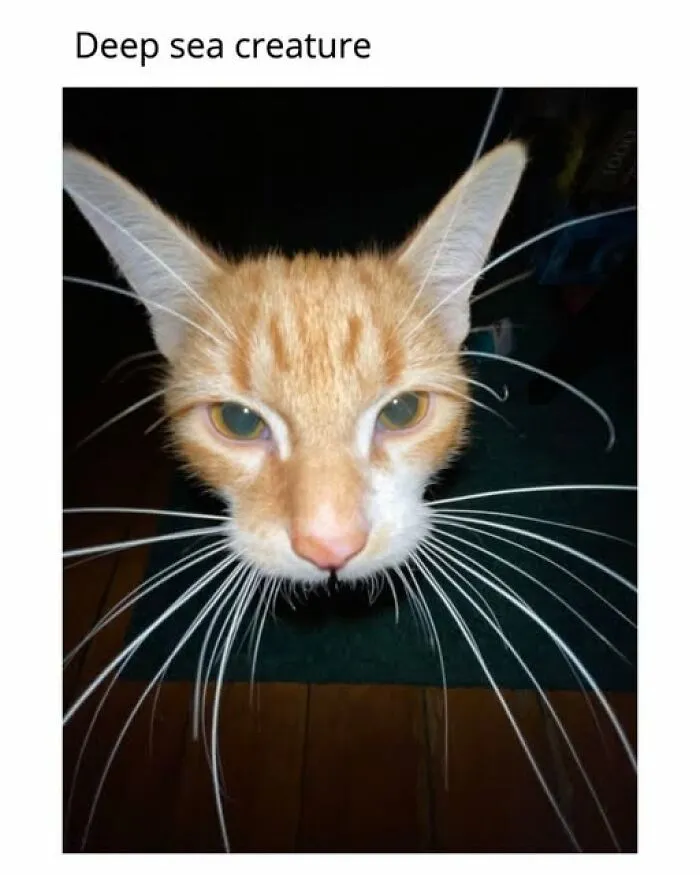 “Seconds Before He Risked It All”: 67 Memes That Are Funny Because They Involve Cats