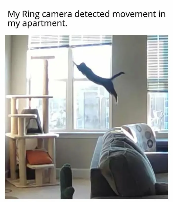 “Seconds Before He Risked It All”: 67 Memes That Are Funny Because They Involve Cats