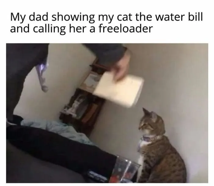 A person holding a bill up to a cat sitting on the floor, seemingly scolding it. A funny cat meme.